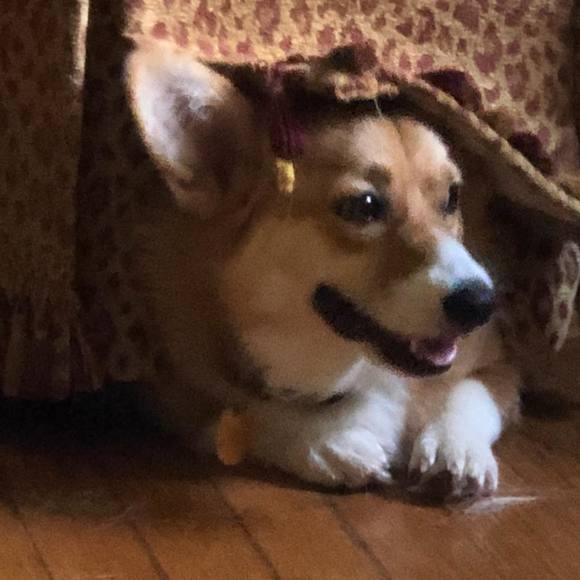 Meet your Posher, Jan - Picture 1 of 1